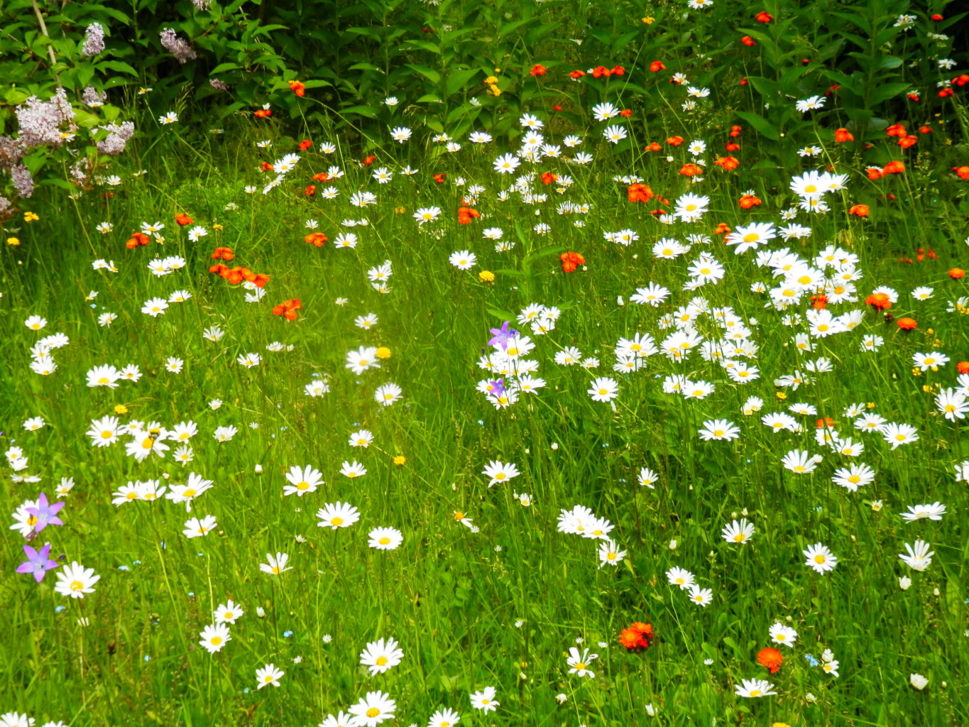 Valokuvaaja: Tarja Lehtovirta