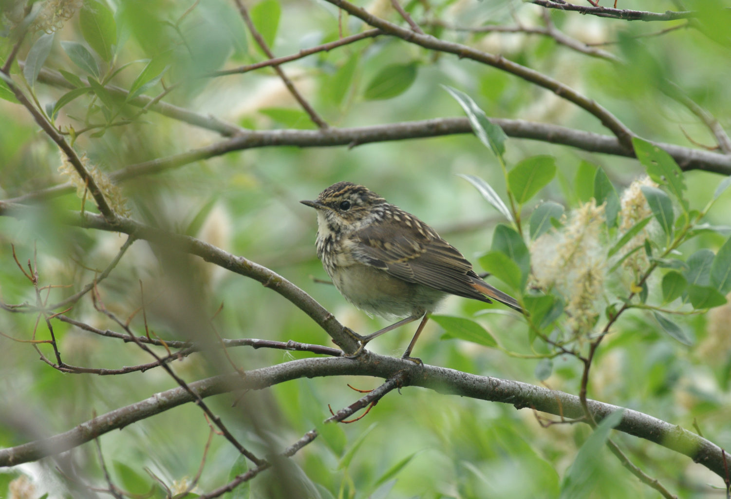 Valokuvaaja: Alli Kälkäjä-Hannus