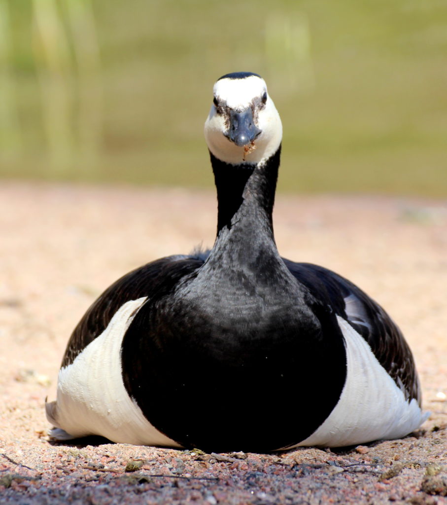 Valokuvaaja: Irja Lehtinen
