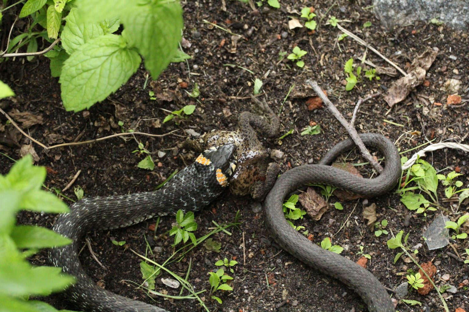 Valokuvaaja: Terhi Lyte