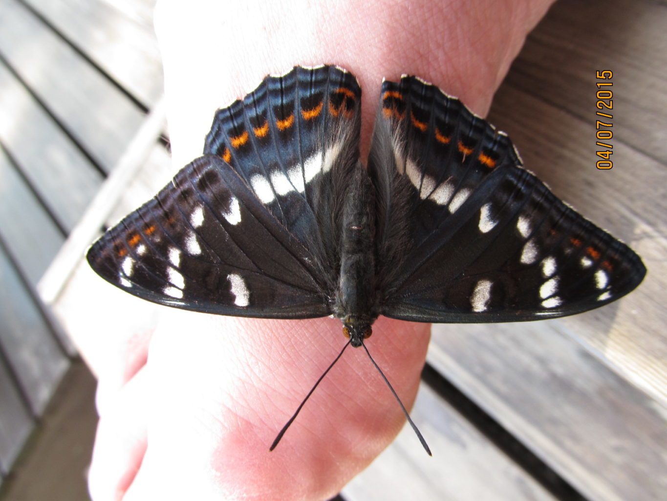 Valokuvaaja: Tuula Makkonen