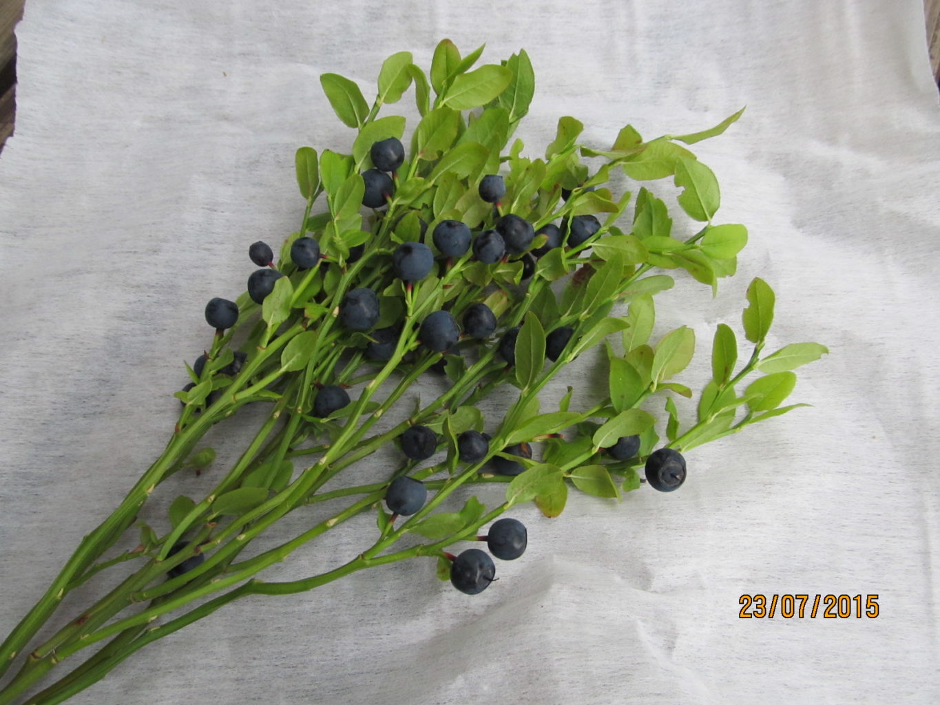 Valokuvaaja: Tuula Makkonen