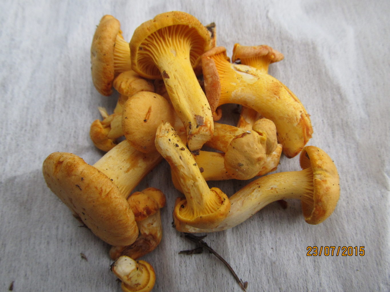 Valokuvaaja: Tuula Makkonen