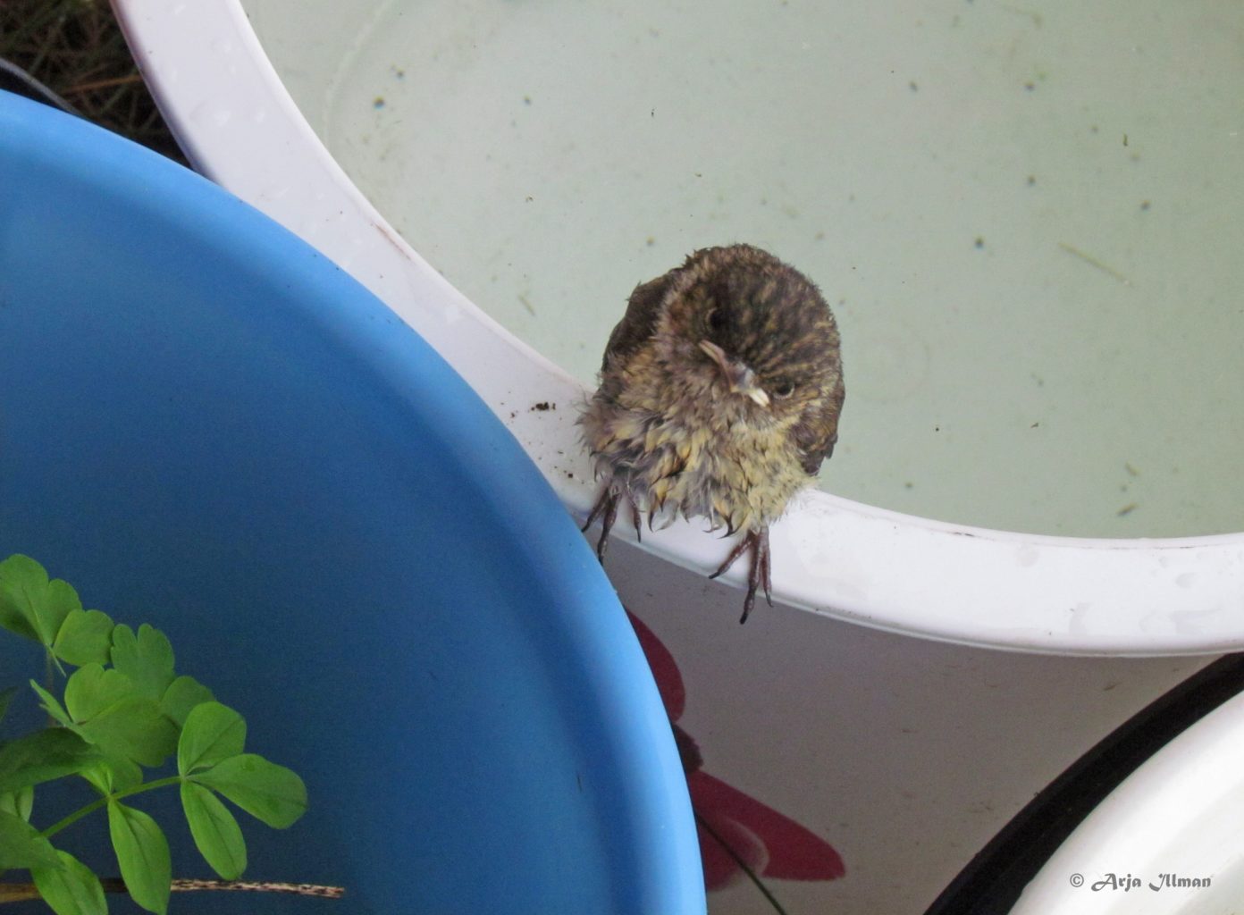 Valokuvaaja: Arja Illman