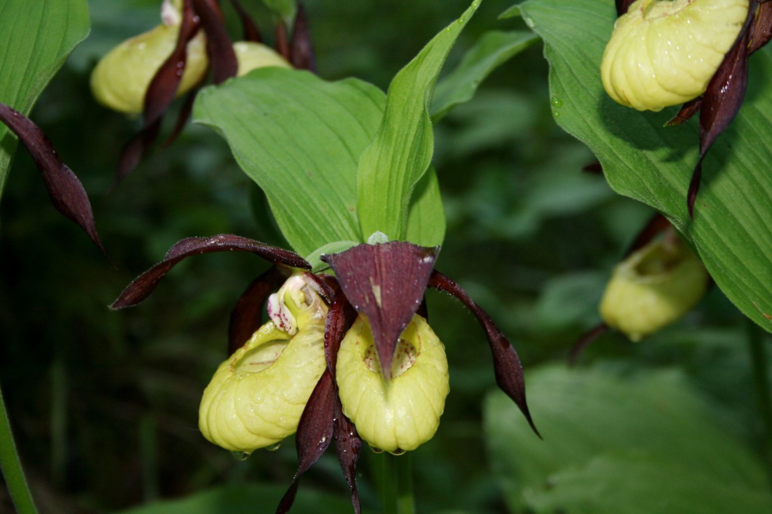 Valokuvaaja: Pirkko Siukonen