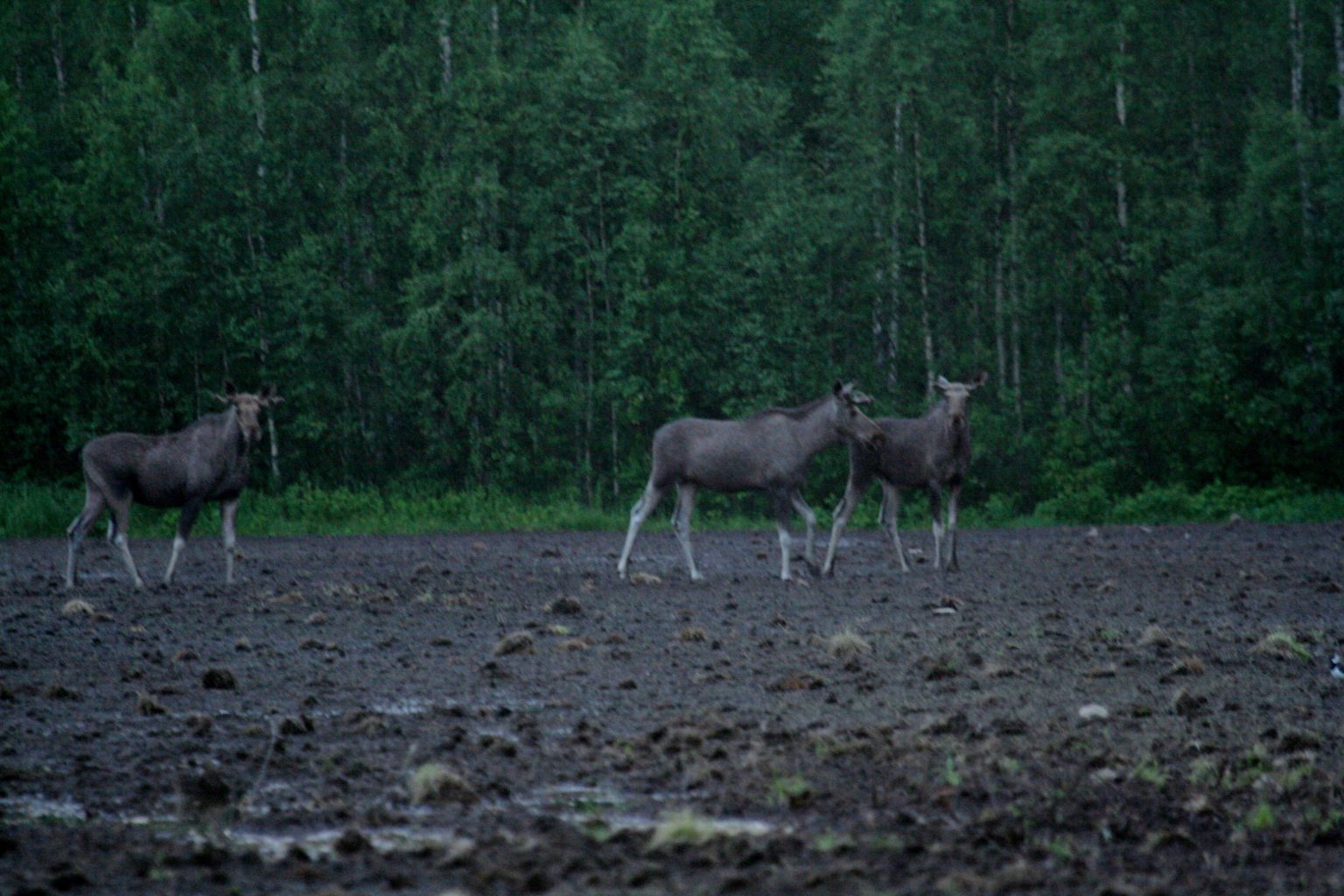 Valokuvaaja: Pirkko Siukonen