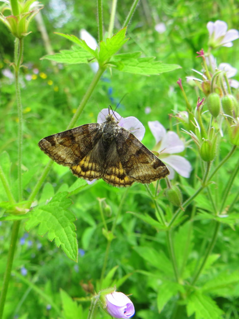 Valokuvaaja: Sirkka Ruotoistenmäki