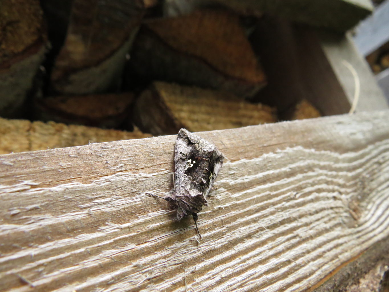 Valokuvaaja: Sirpa Uusi-Uola