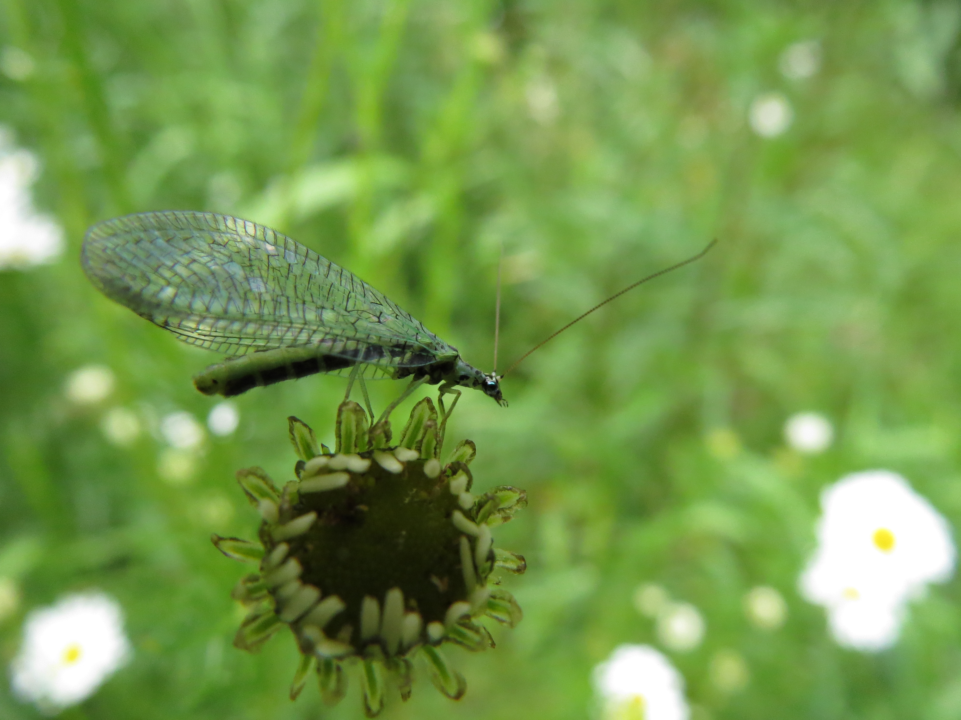 Valokuvaaja: Sirpa Uusi-Uola Valokuvaaja: Sirpa Uusi-Uola