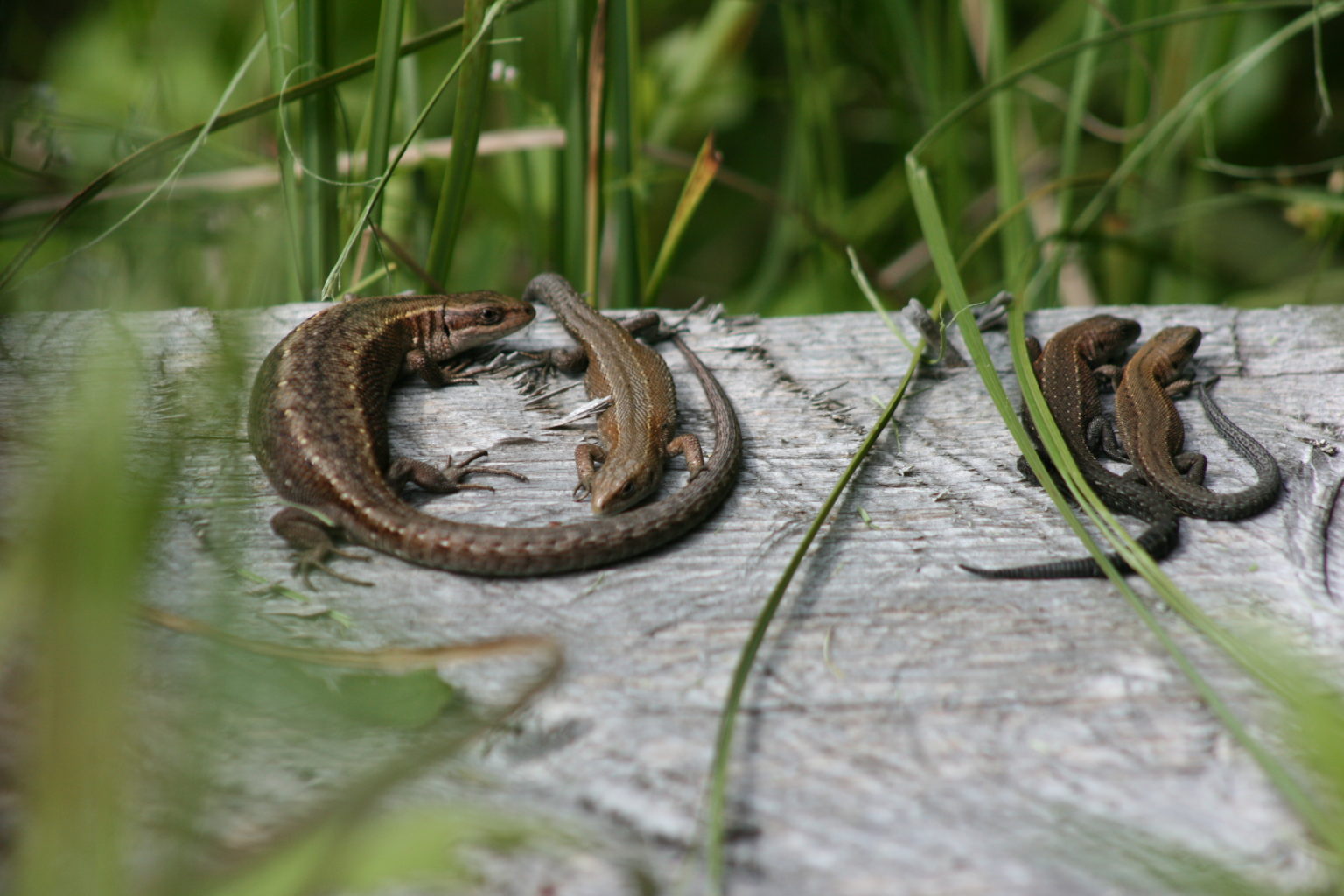 Valokuvaaja: Tiina Lampinen