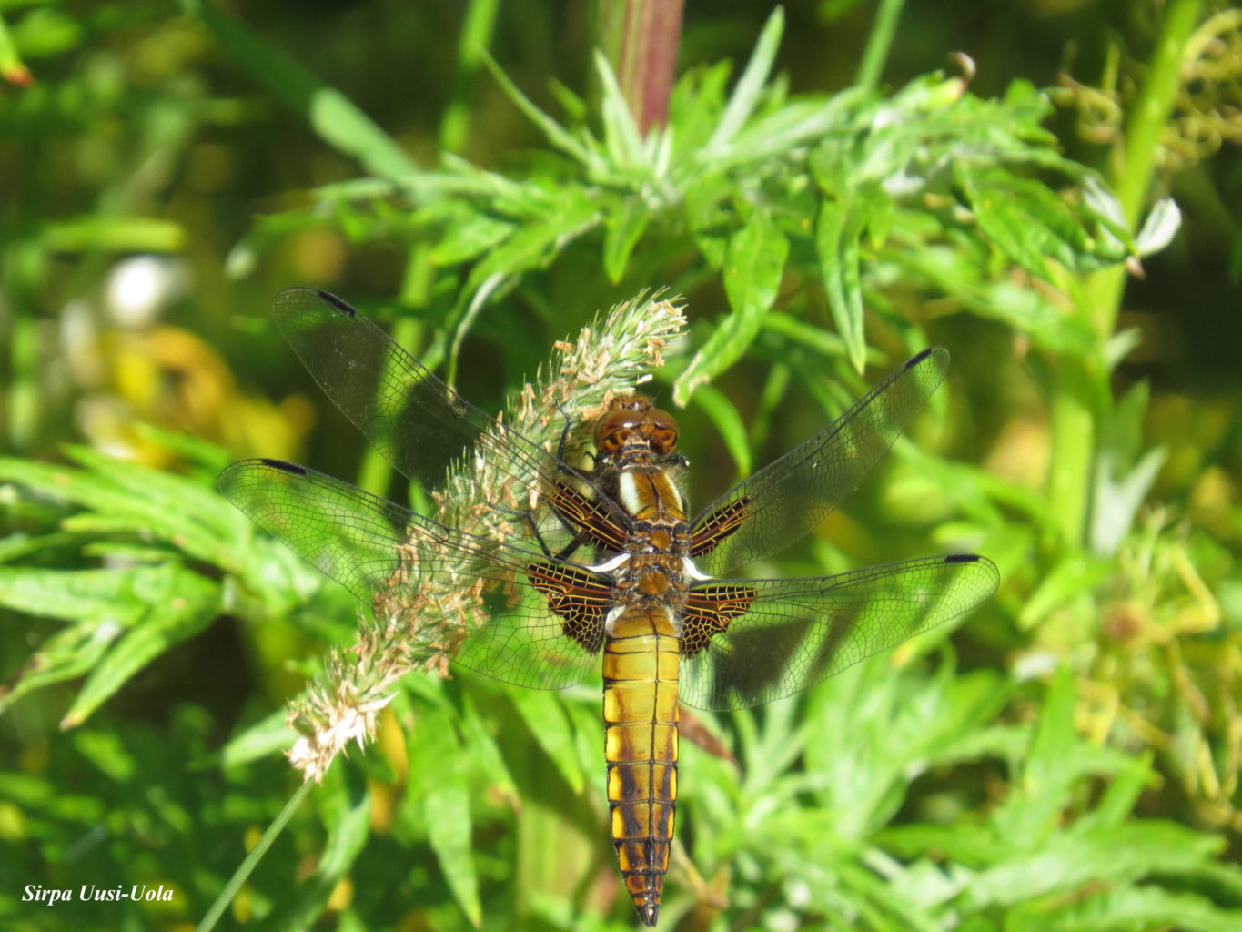 Valokuvaaja: Sirpa Uusi-Uola