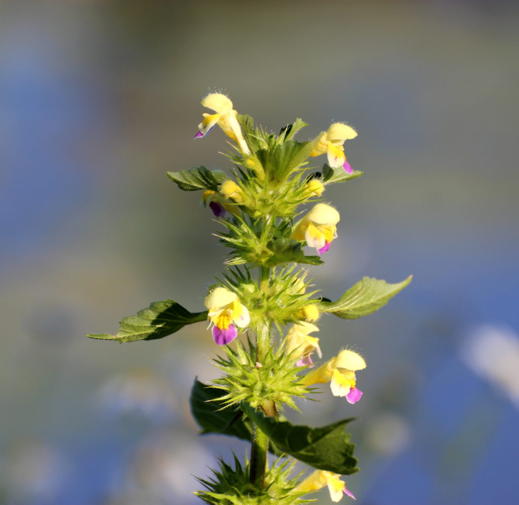 Valokuvaaja: Irja Lehtinen