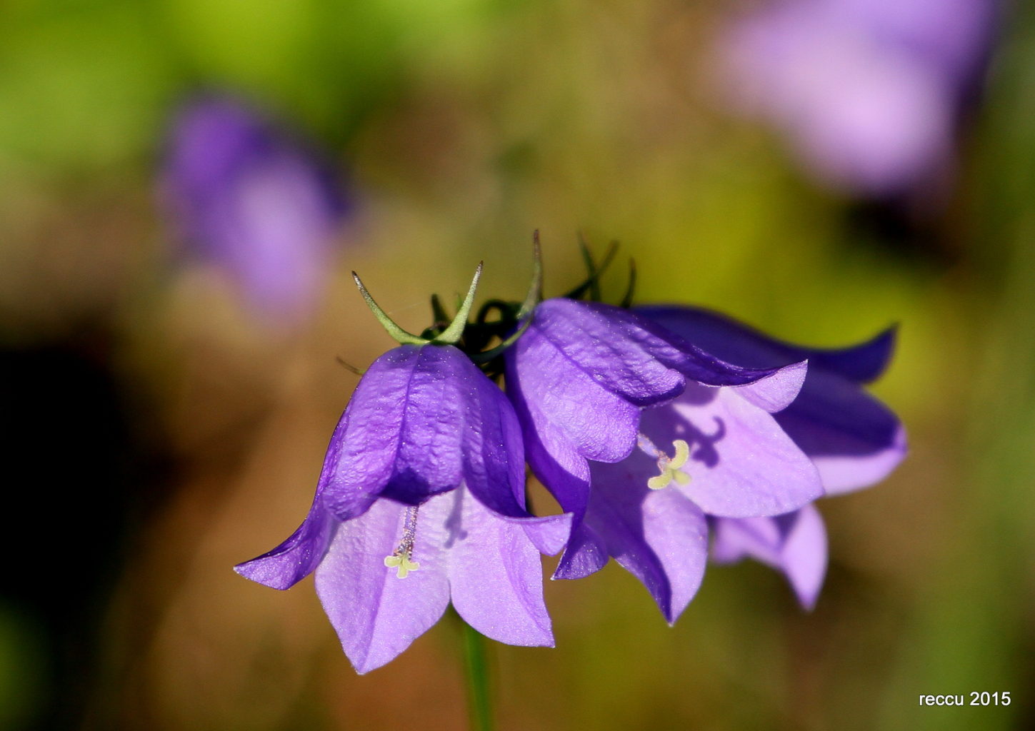 Valokuvaaja: reijo lehtonen