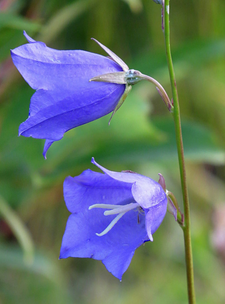 Valokuvaaja: Jaana Talvinen Valokuvaaja: Jaana Talvinen