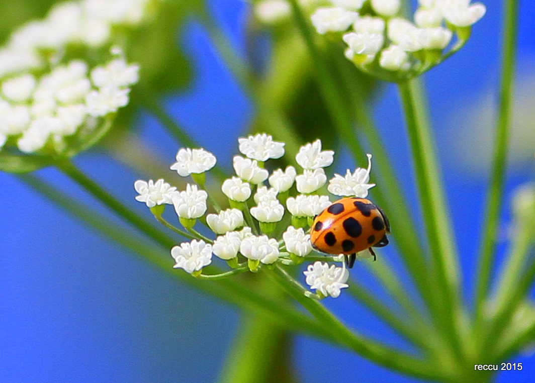 Valokuvaaja: reijo lehtonen