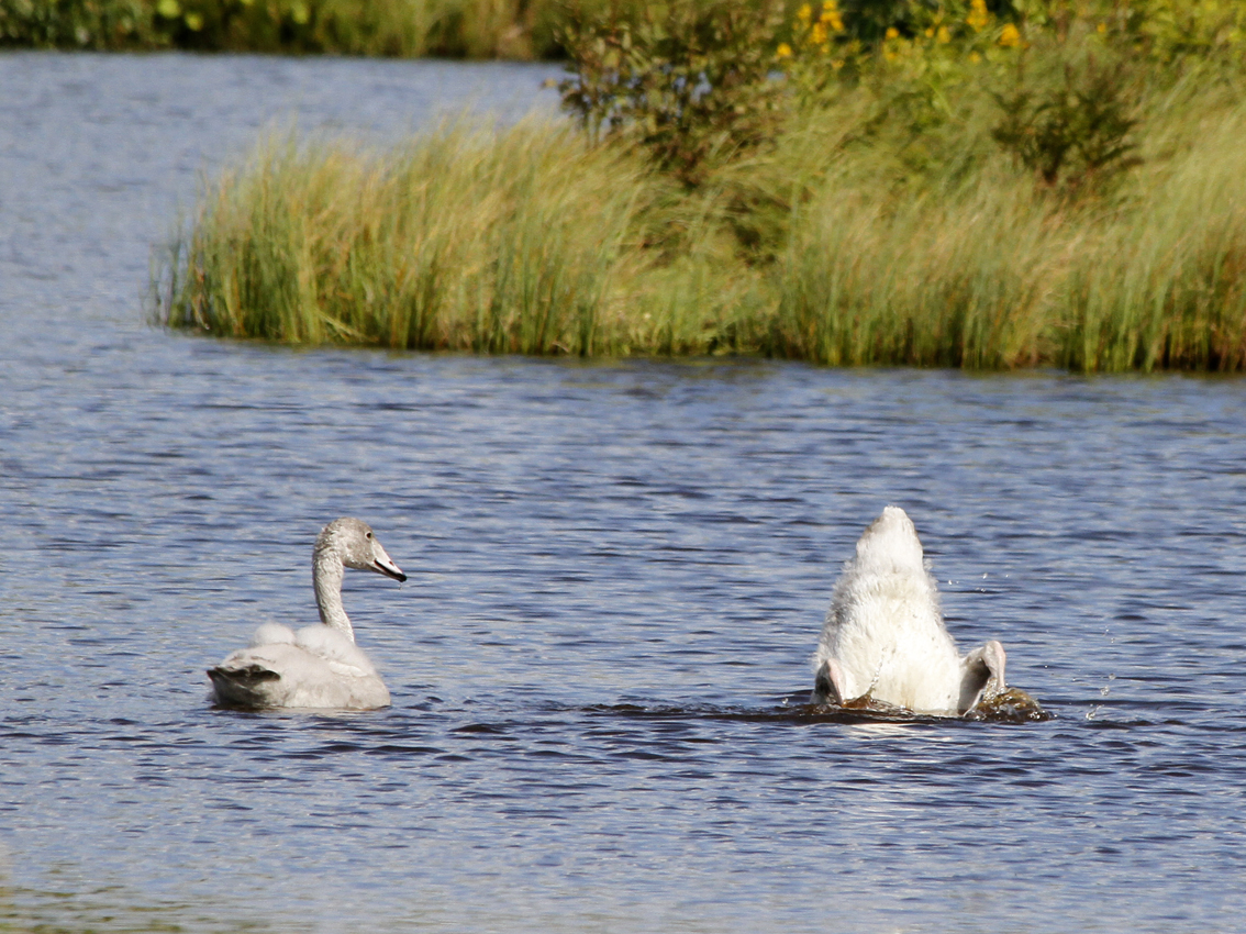 Valokuvaaja: Pirjo Hakkarainen Valokuvaaja: Pirjo Hakkarainen