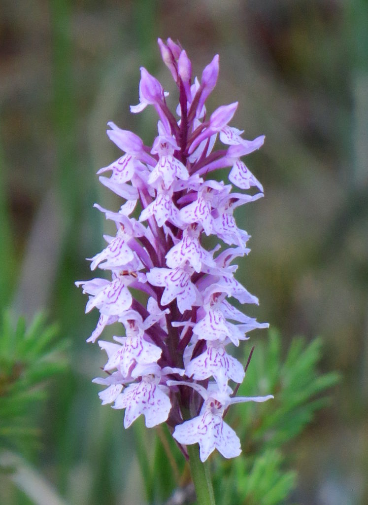 Valokuvaaja: Jaana Talvinen