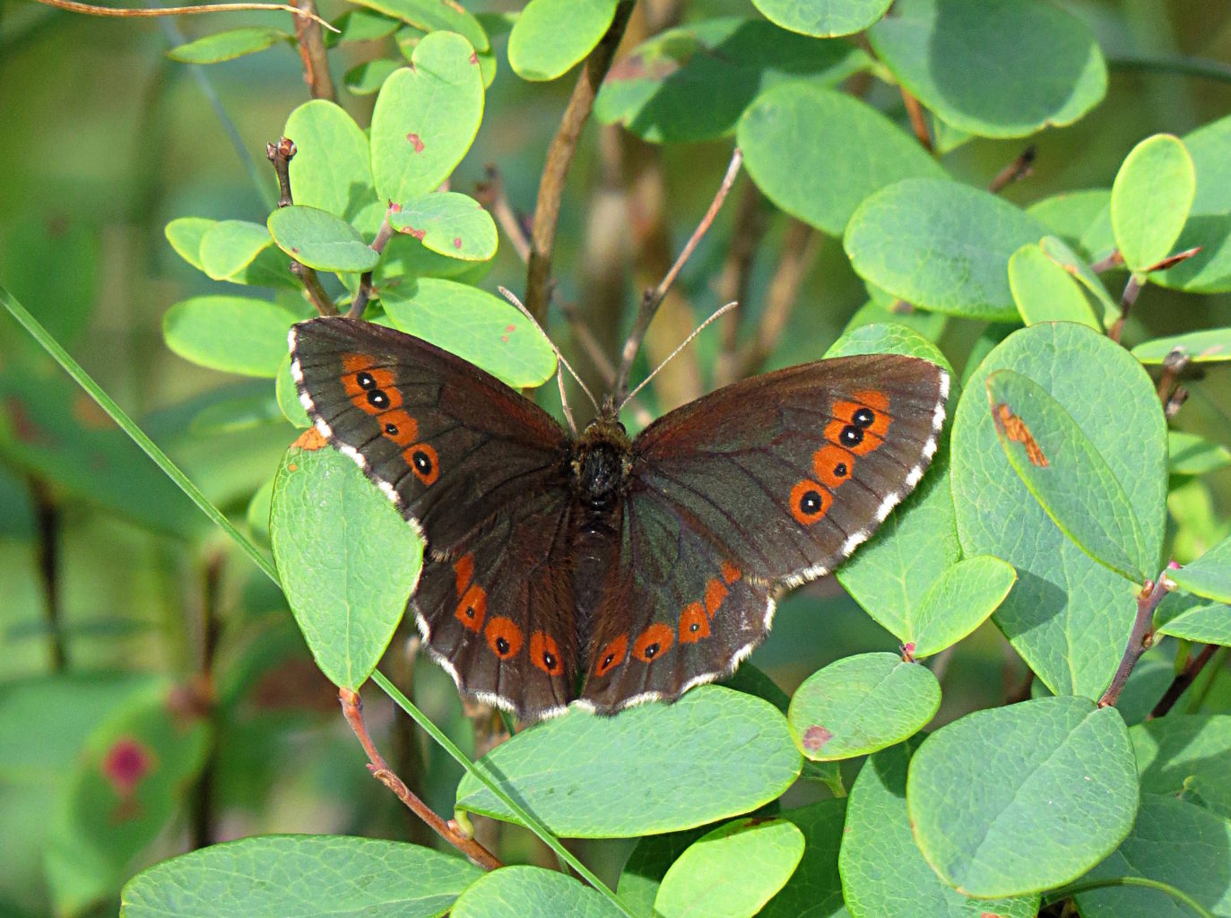 Valokuvaaja: Jaana Talvinen