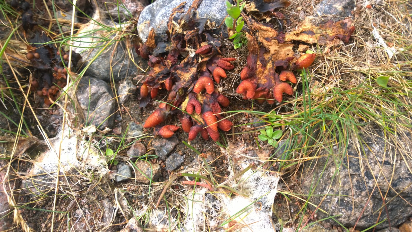 Valokuvaaja: Kirsi Grönholm