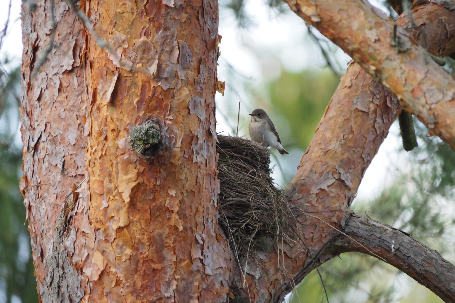 Valokuvaaja: Hannele Majuri