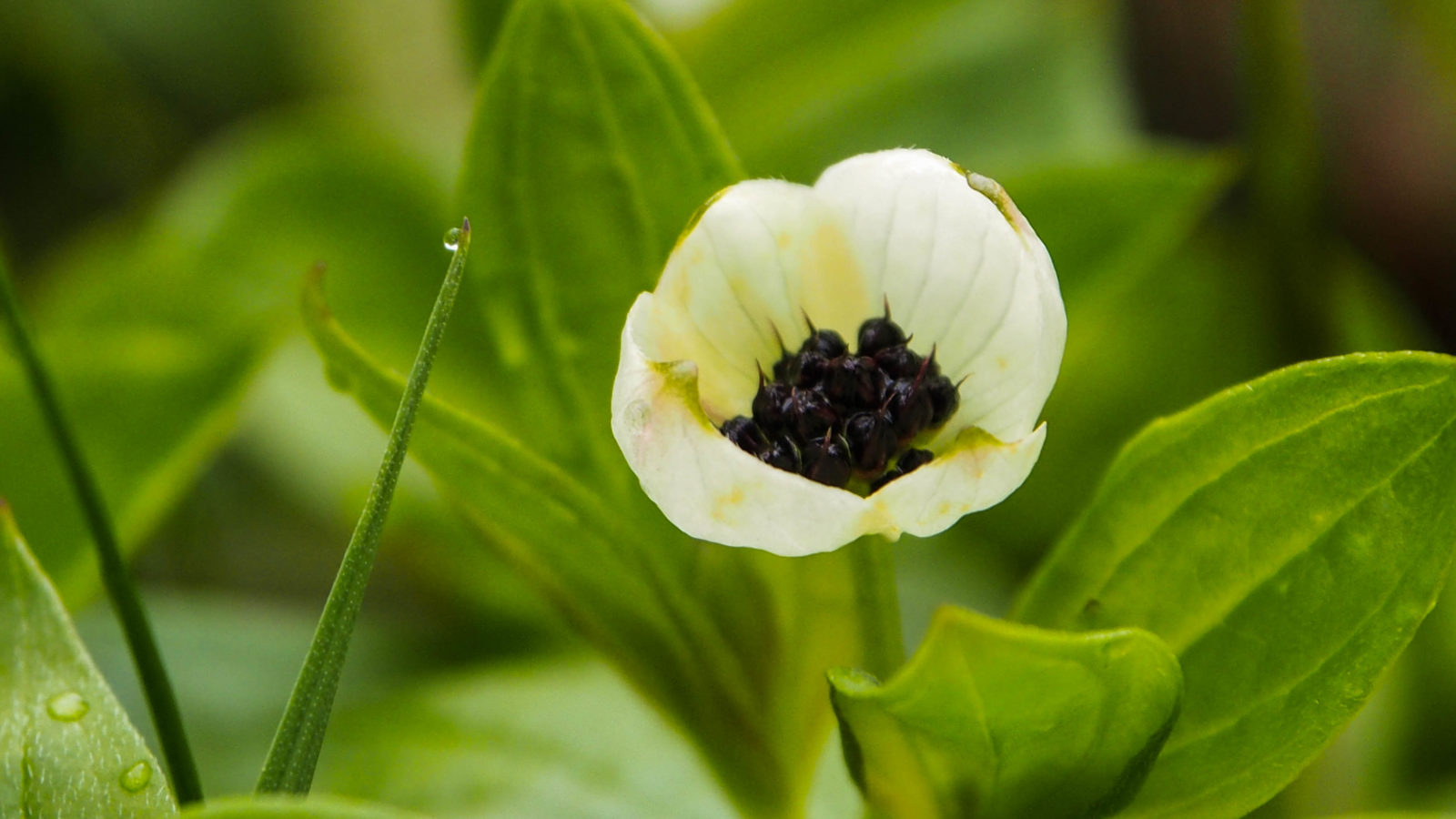 Valokuvaaja: Johanna Toivonen