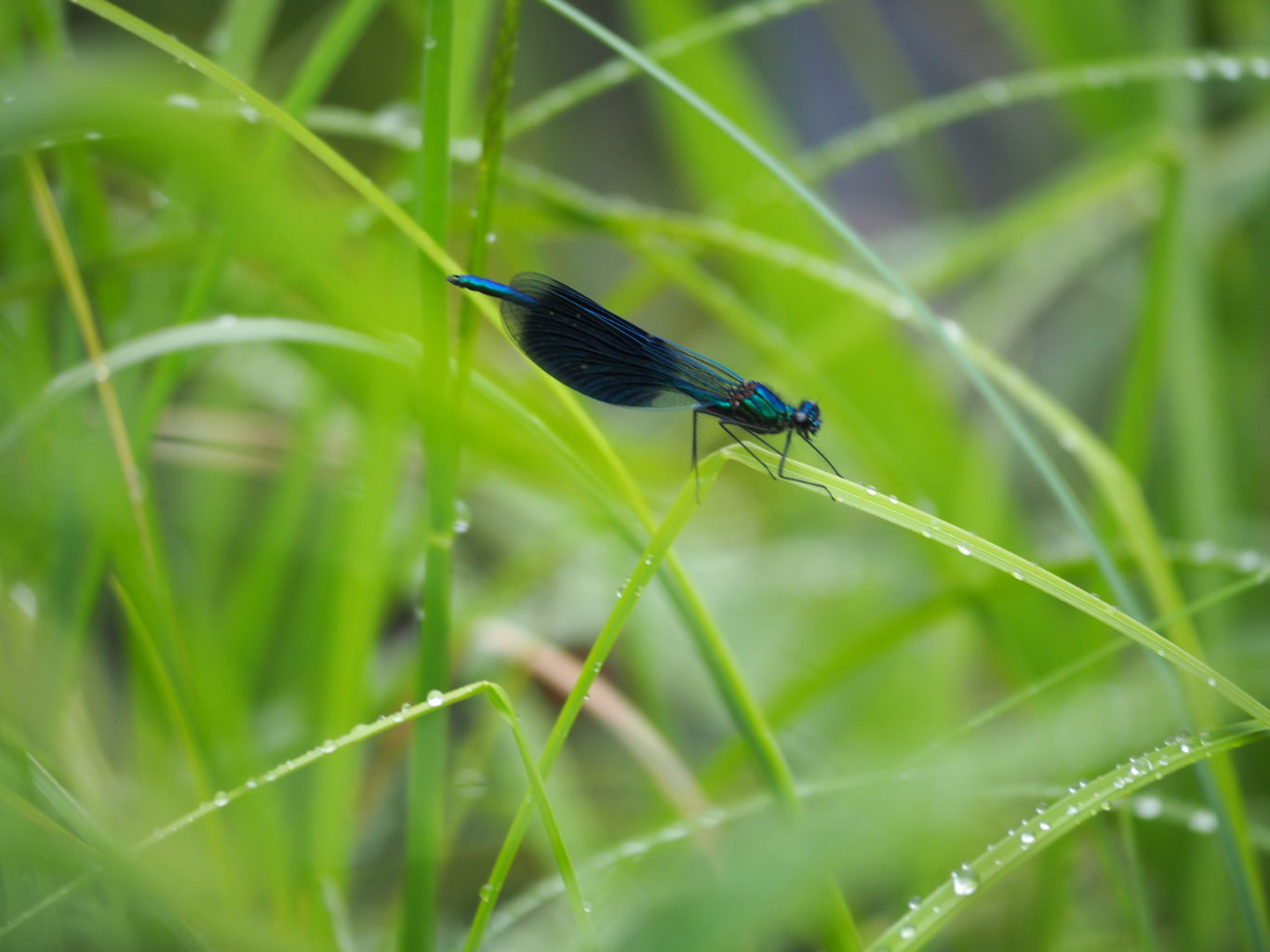 Valokuvaaja: Hannele Majuri