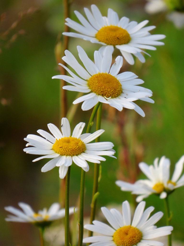 Valokuvaaja: Jaana Talvinen