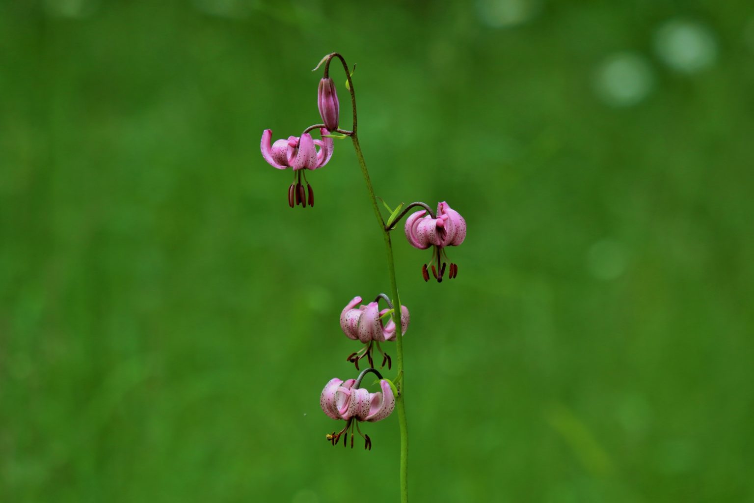 Valokuvaaja: Kauko SIMONEN