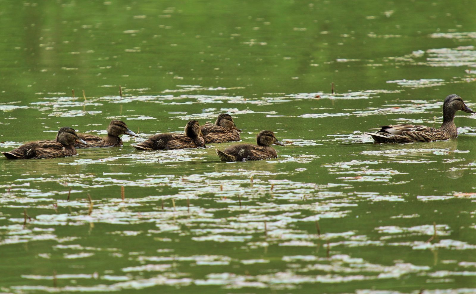 Valokuvaaja: Kauko Simonen