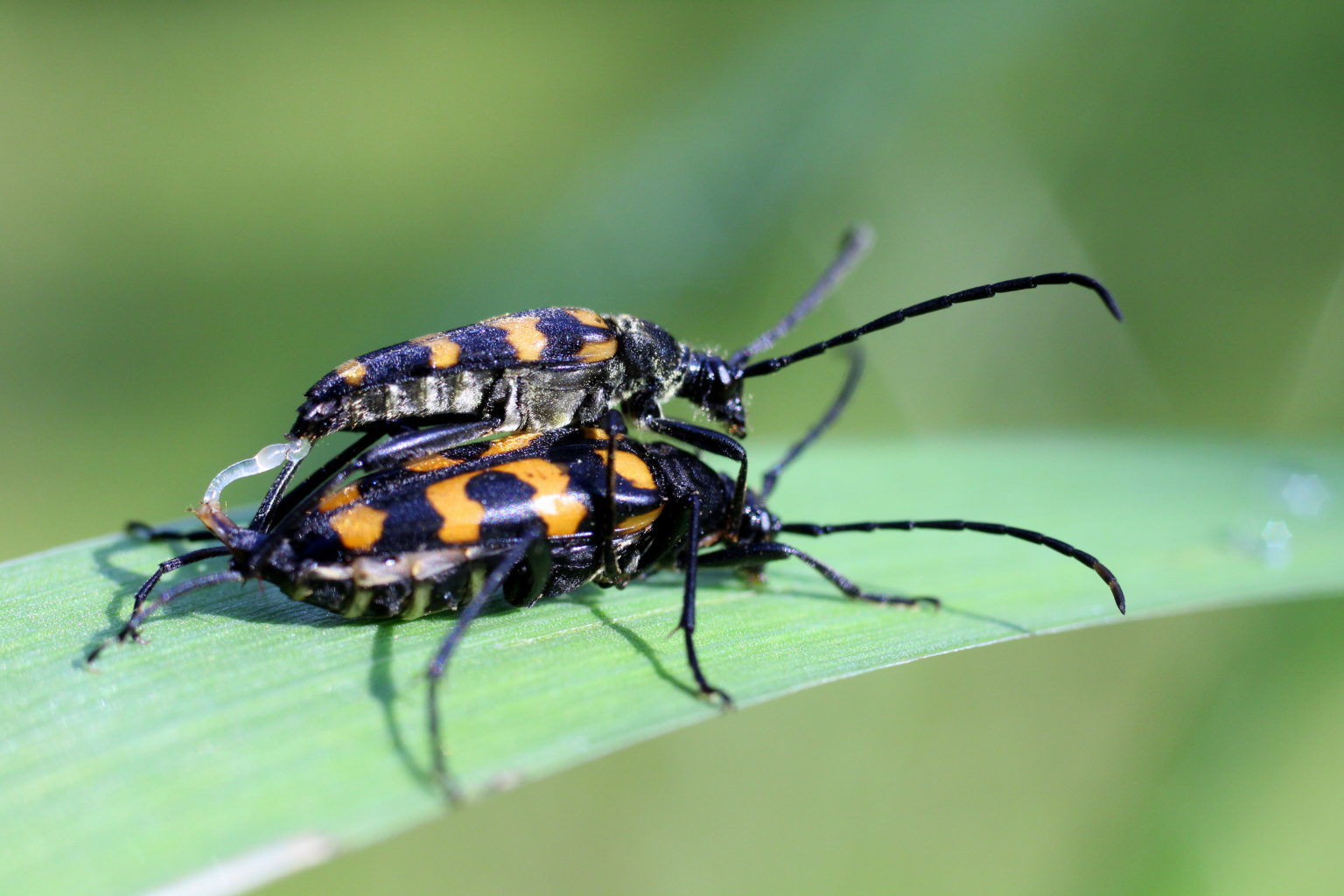 Valokuvaaja: Kalle Asikainen
