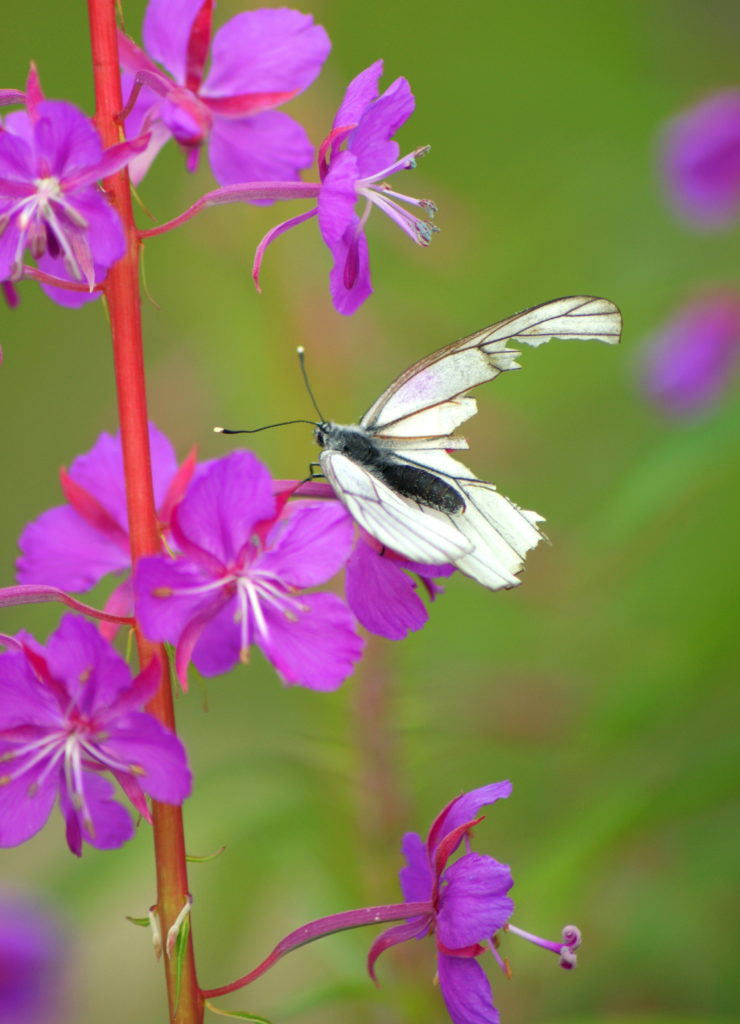 Valokuvaaja: Toni Asikainen
