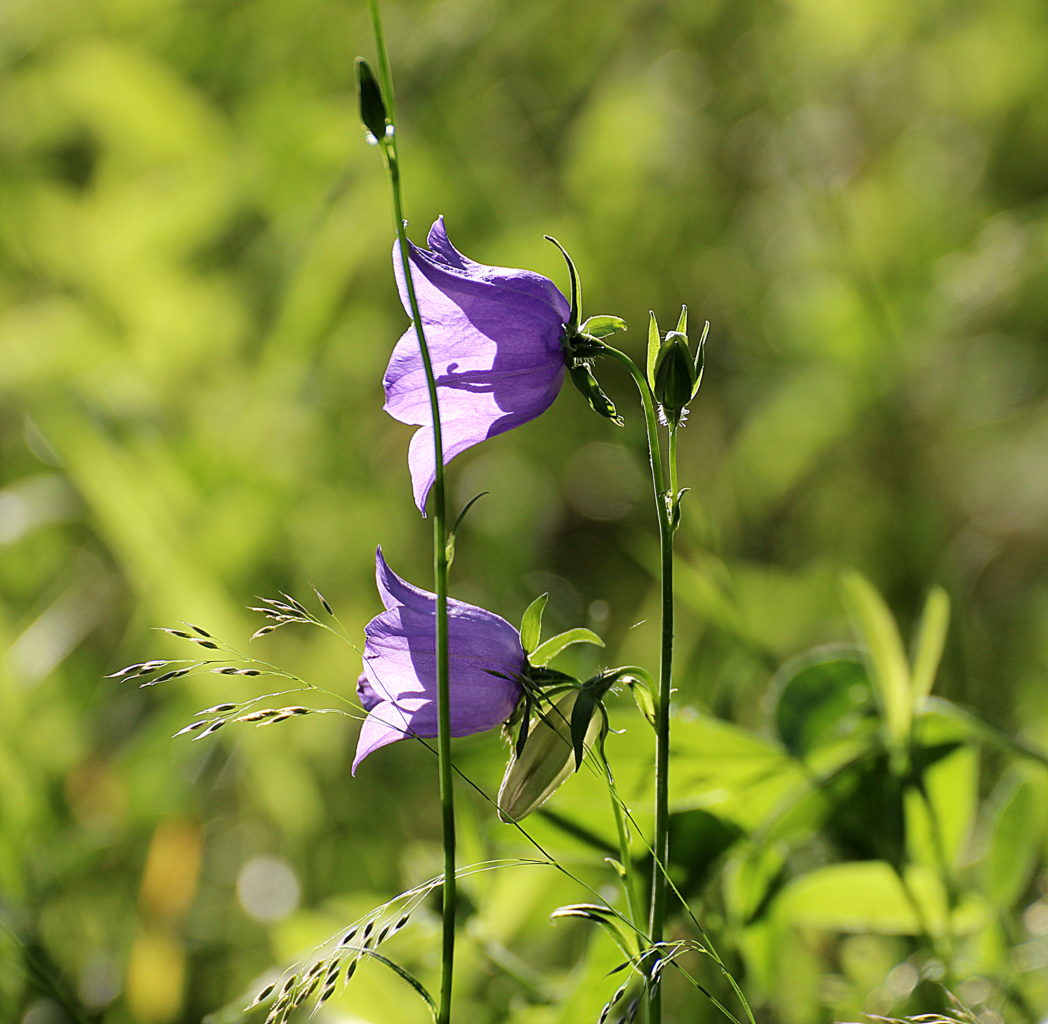 Valokuvaaja: Irja Lehtinen Valokuvaaja: Irja Lehtinen