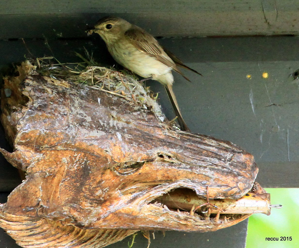 Valokuvaaja: reijo lehtonen
