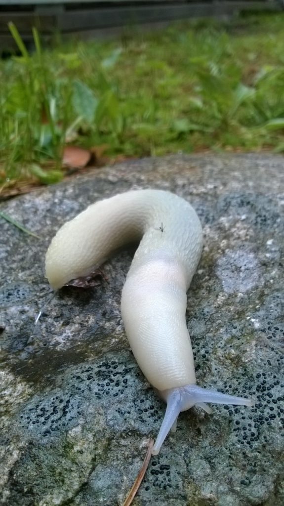 Valokuvaaja: Anna Jääskeläinen