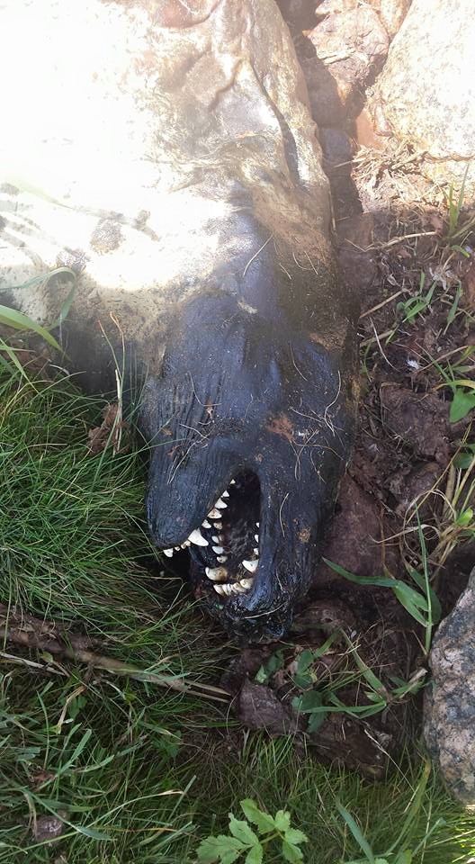 Valokuvaaja: Sisko Suuronen