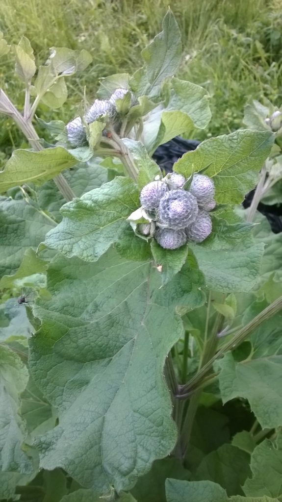 Valokuvaaja: Aila  Pohjoisaho