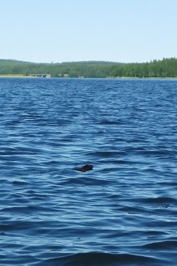 Valokuvaaja: Mikko O. Salonvaara