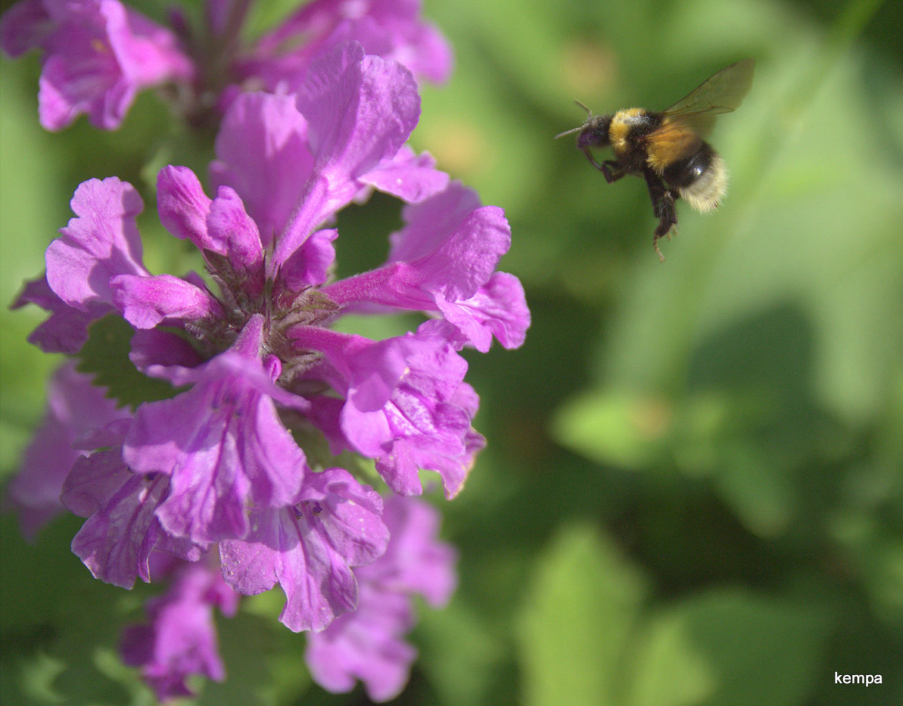 Valokuvaaja: tapio keinonen