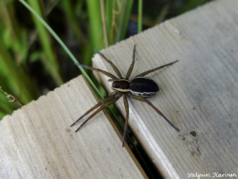 Valokuvaaja: Valpuri Karinen Valokuvaaja: Valpuri Karinen