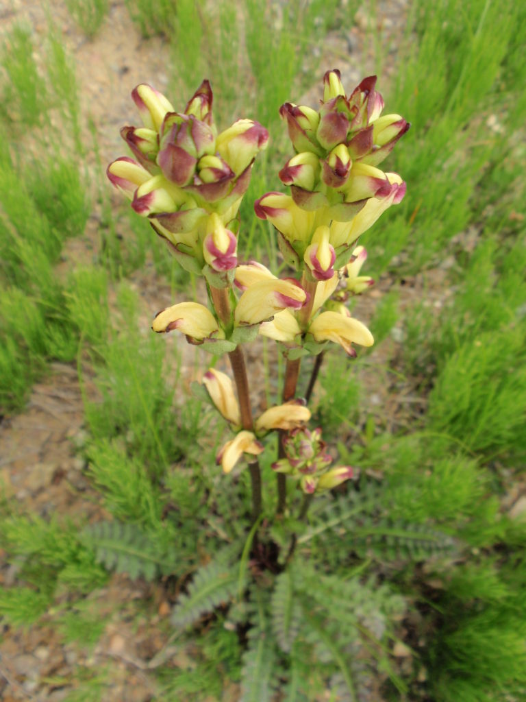 Valokuvaaja: Eeva Utriainen