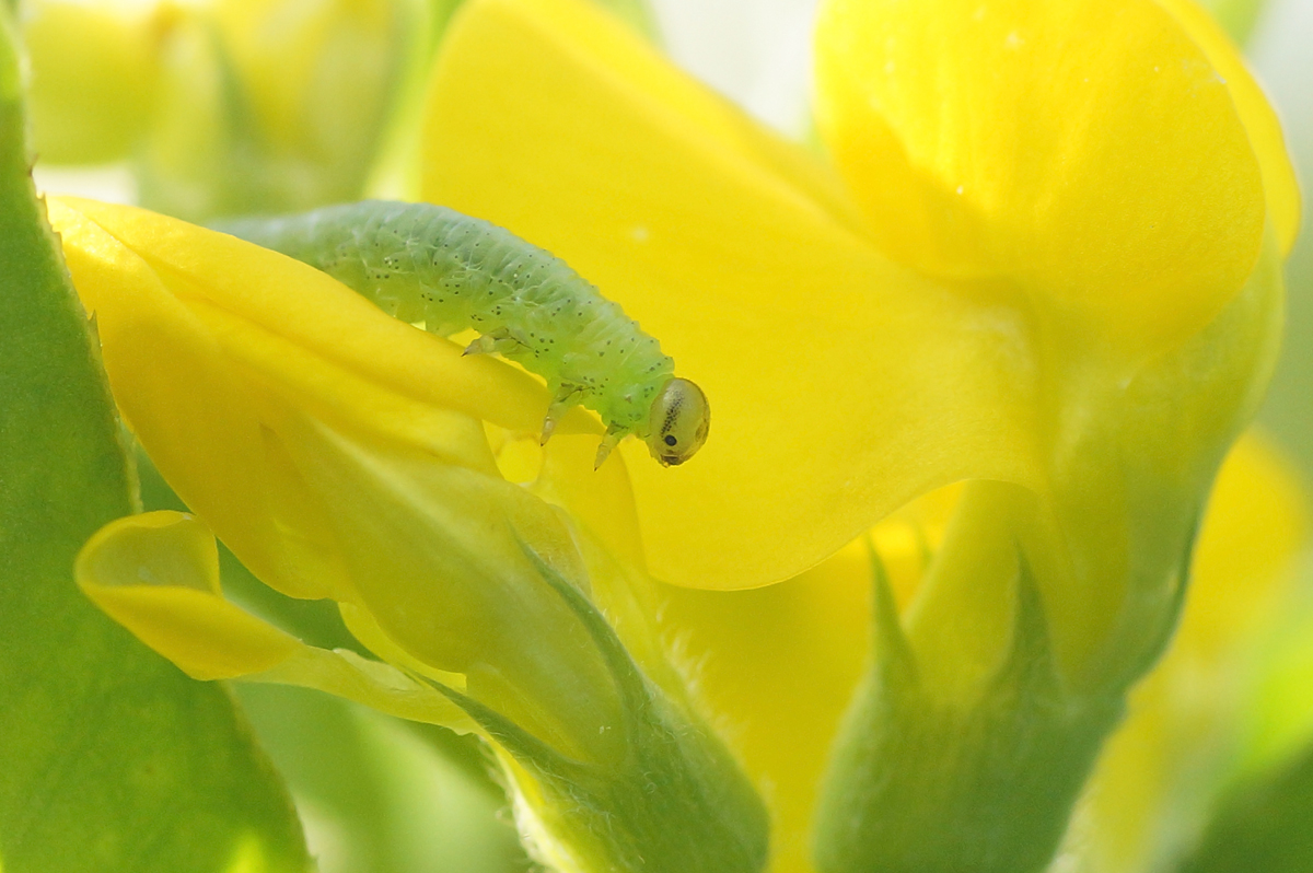 Valokuvaaja: Juhani Harkas