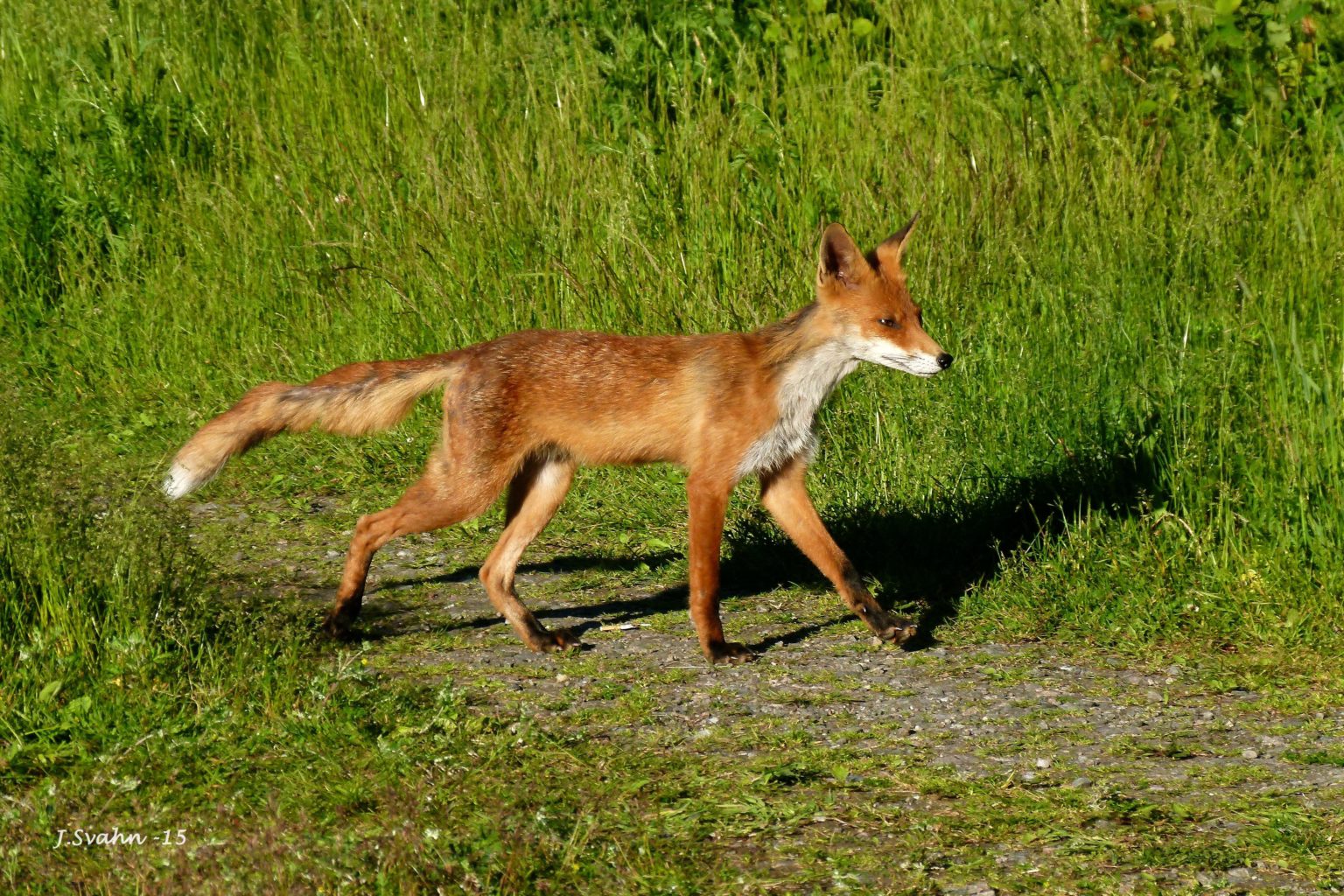 Valokuvaaja: Jaana Svahn