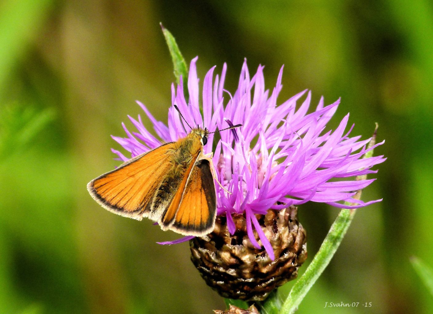 Valokuvaaja: Jaana Svahn