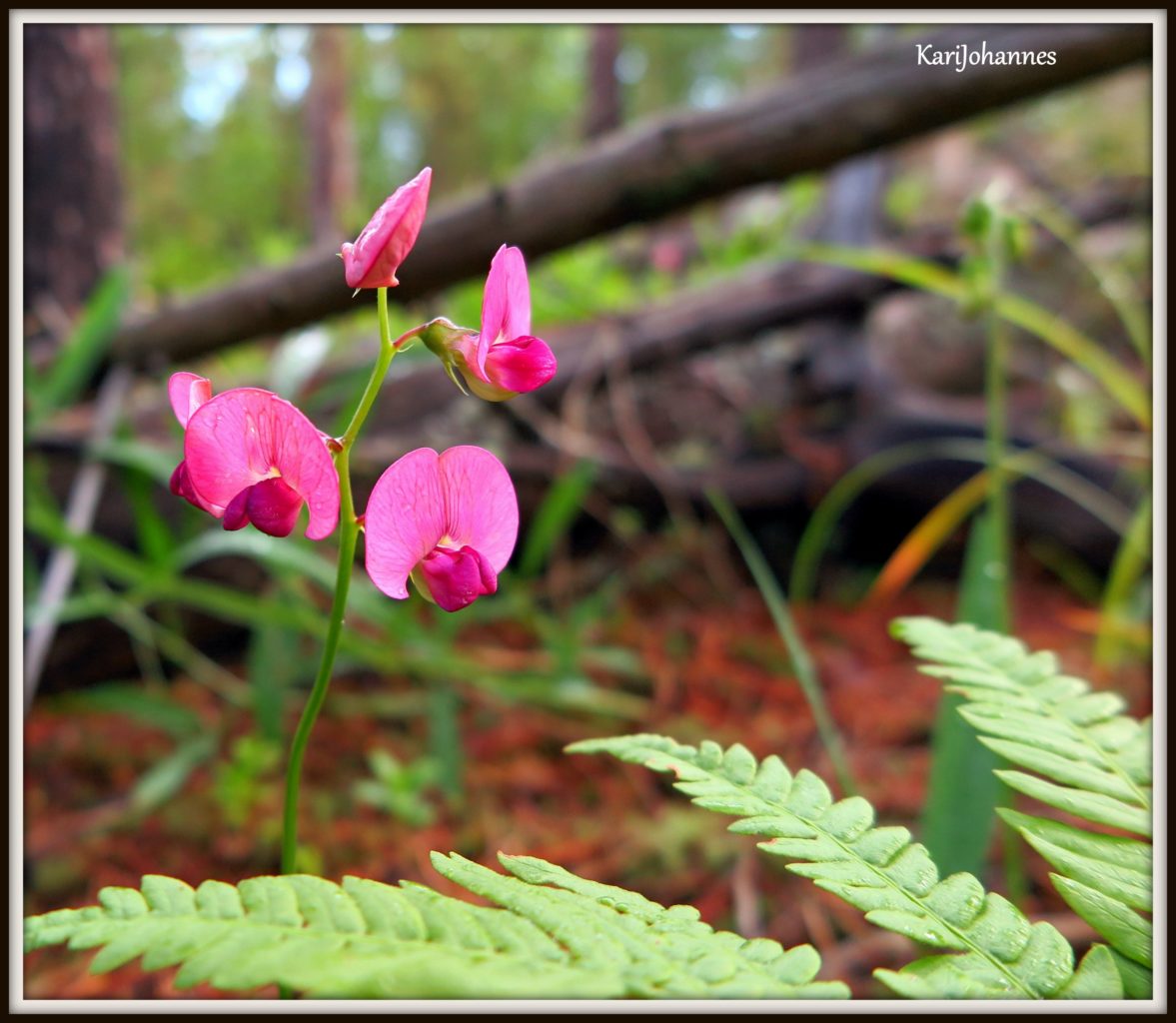 Valokuvaaja: Kari Aaltonen