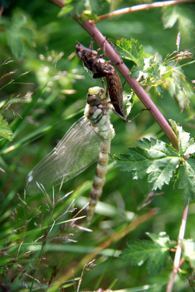 Valokuvaaja: Raija Kaapo-Kares
