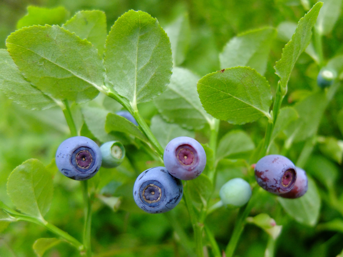 Valokuvaaja: Valpuri Karinen