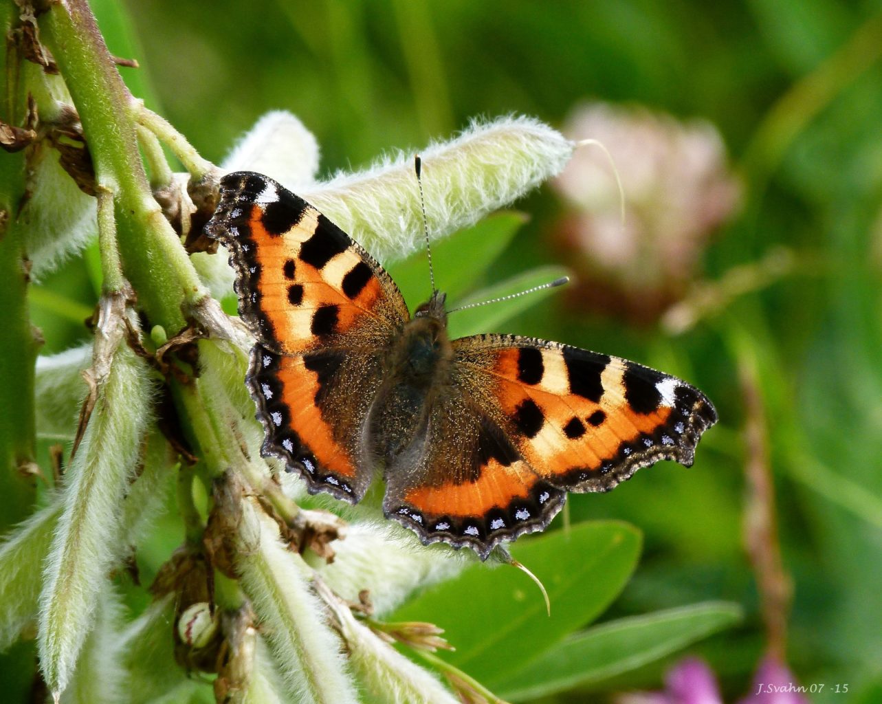 Valokuvaaja: Jaana Svahn