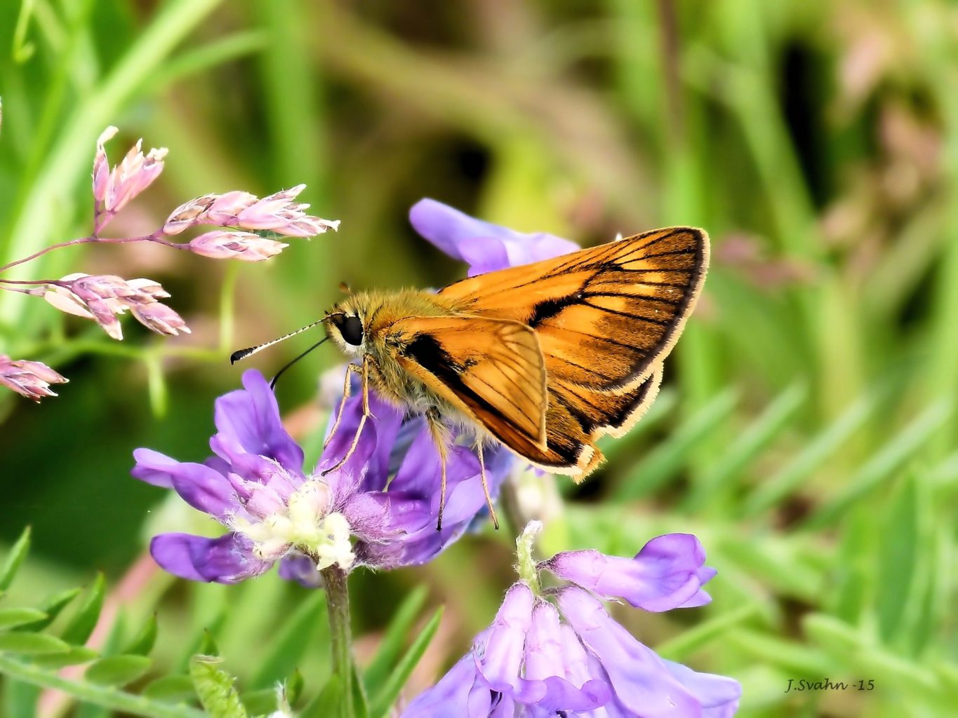 Valokuvaaja: Jaana Svahn