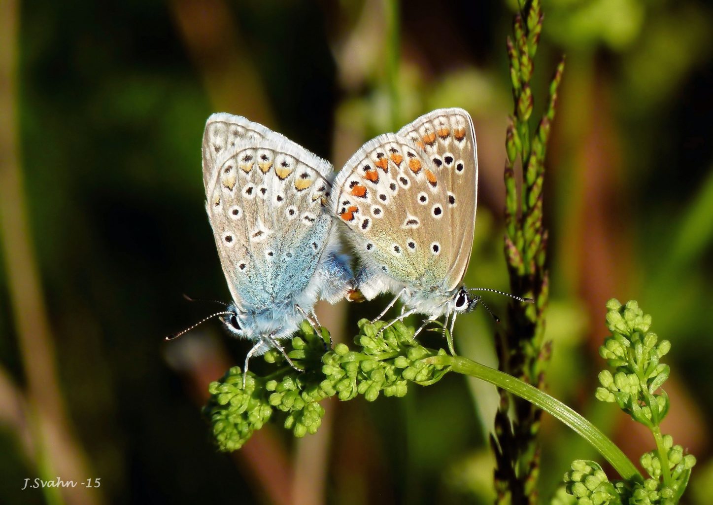 Valokuvaaja: Jaana Svahn