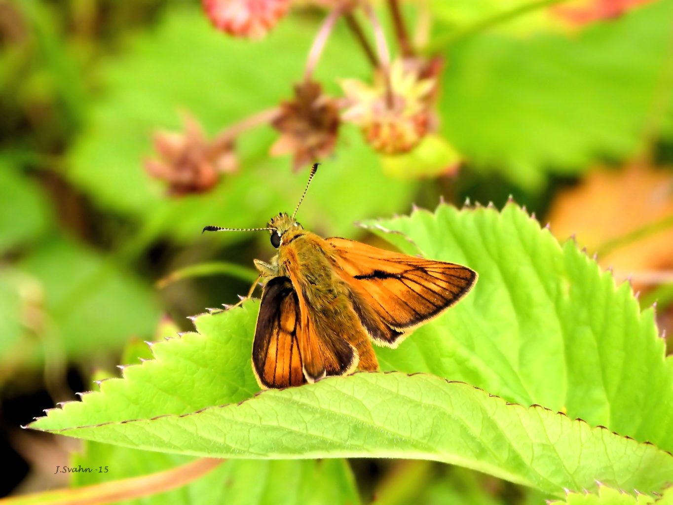 Valokuvaaja: Jaana Svahn
